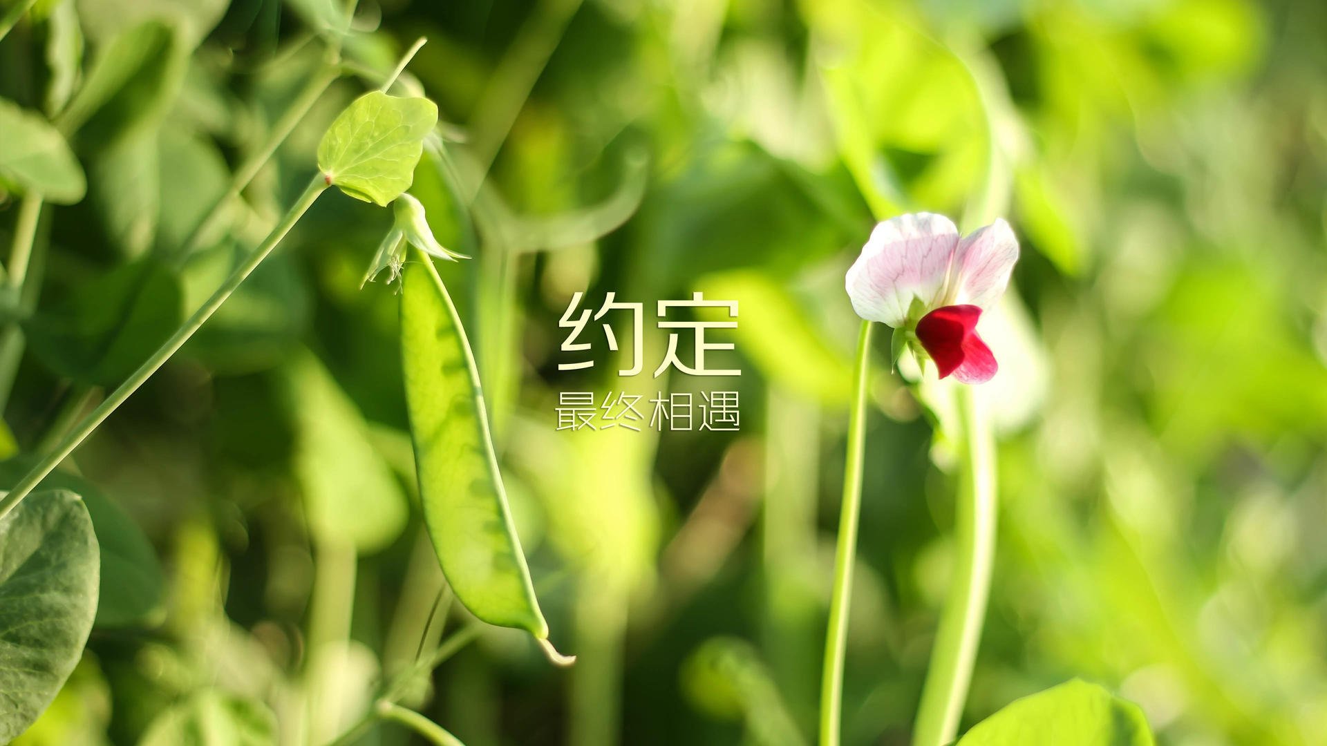 九游APP官网-特色足球题材影剧作品不断推出，弘扬体育精神，以足球为题材的电影